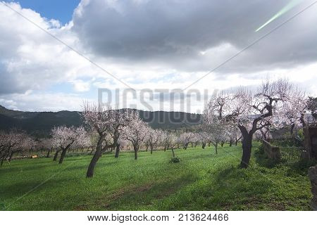 Blossoming Almond Trees