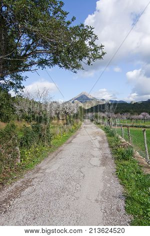 Blossoming Almond Trees