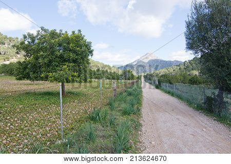 Blossoming Almond Trees