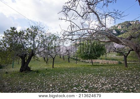 Blossoming Almond Trees