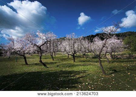 Blossoming Almond Trees