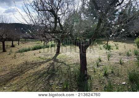 Blossoming Almond Trees