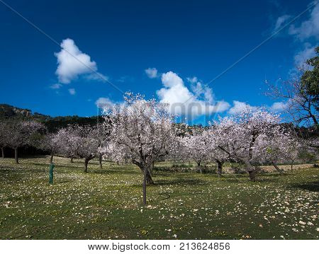 Blossoming Almond Trees