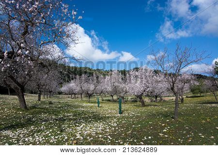 Blossoming Almond Trees