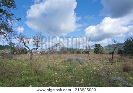 Blossoming Almond Trees