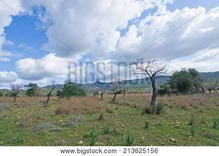 Blossoming Almond Trees