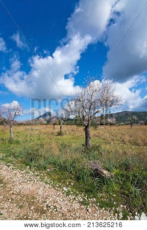 Blossoming Almond Trees