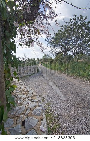 Blossoming Almond Trees