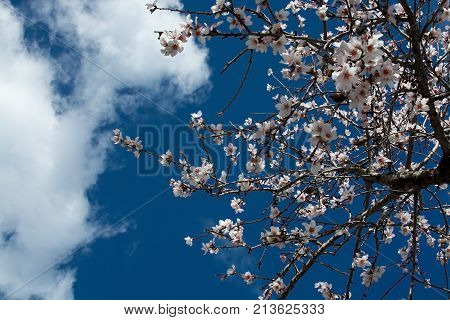 Blossoming Almond Trees