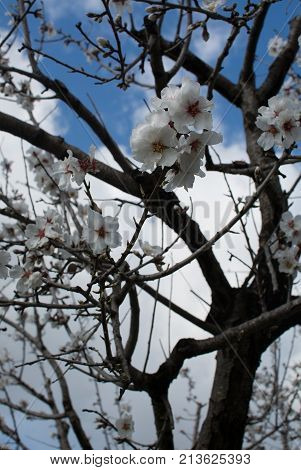 Blossoming Almond Trees