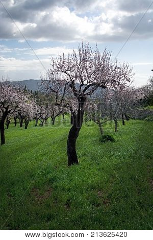 Blossoming Almond Trees