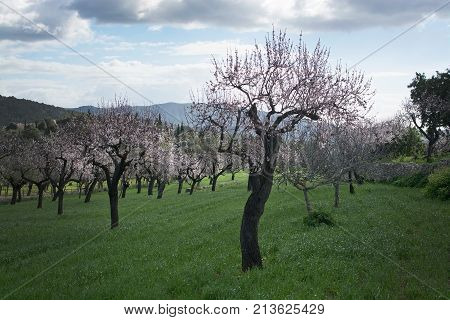 Blossoming Almond Trees