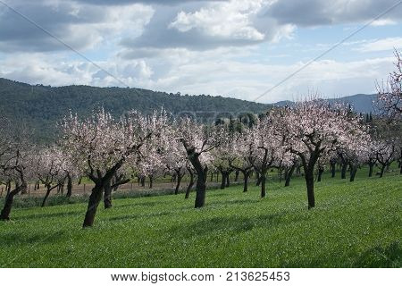 Blossoming Almond Trees