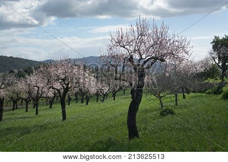 Blossoming Almond Trees