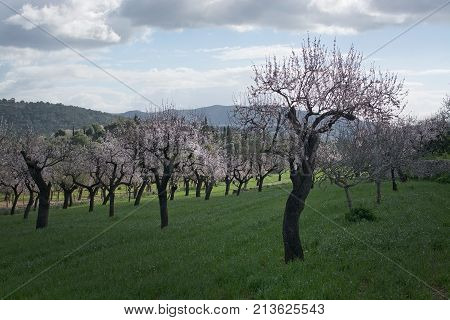 Blossoming Almond Trees