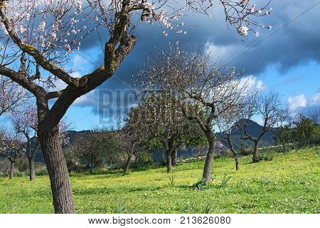 Blossoming Almond Trees