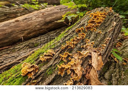 Closeup of fungus and moss growing on old rotten wood