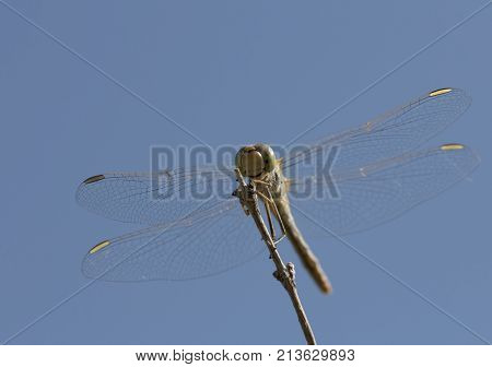 dragonfly on a background of blue sky .