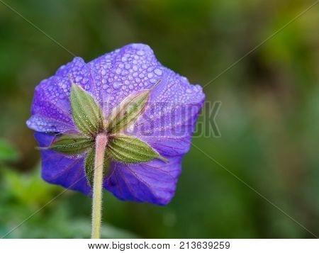 Close-up of blooming Geranium pratense with tiny water drops