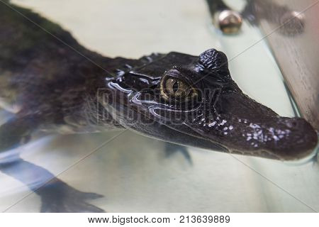 Beautiful caiman crocodile closeup portrait