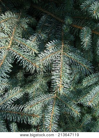 Photos Natural Background Branch Blue Spruce Growing In The Park. Shallow Depth Of Field