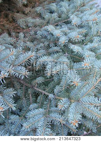 Photos Natural Background Branch Blue Spruce Growing In The Park. Shallow Depth Of Field