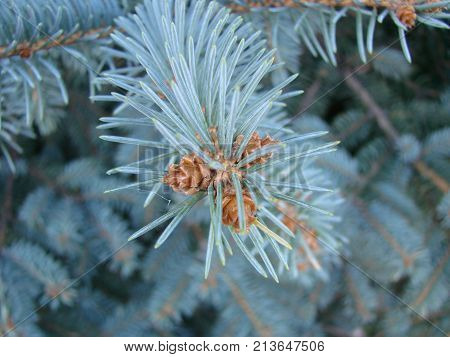 Photos Natural Background Branch Blue Spruce Growing In The Park. Shallow Depth Of Field
