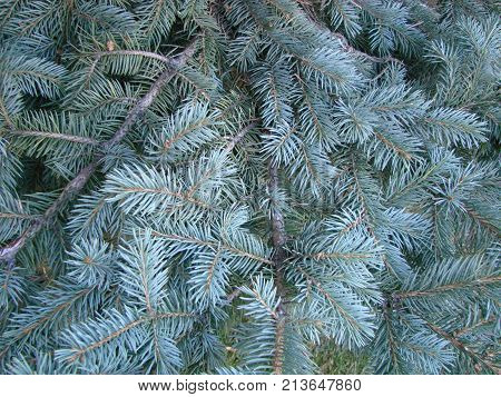 Photos Natural Background Branch Blue Spruce Growing In The Park. Shallow Depth Of Field