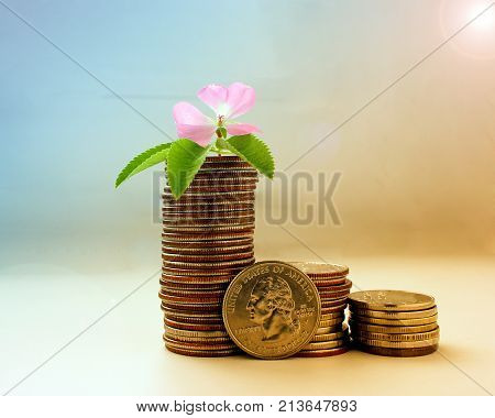 The concept of money growth, the success and prosperity of business as a flower growing at a fast pace