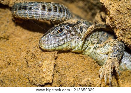 portrait of a lizard close-up. The natural environment, the lizard in the hole