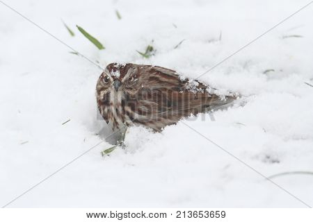 Song Sparrow (Melospiza melodia) sitting in snow