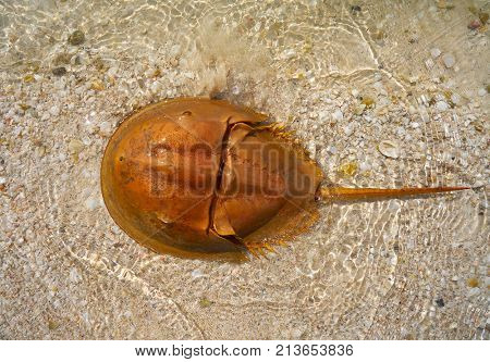Cacerola de mar Limulus polyphemus horseshoe crab in Mexico