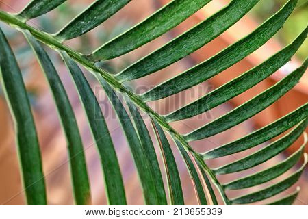 Striped texture of green palm leaf. Orange background.