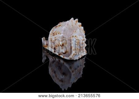 Decorative seashell on a black background .