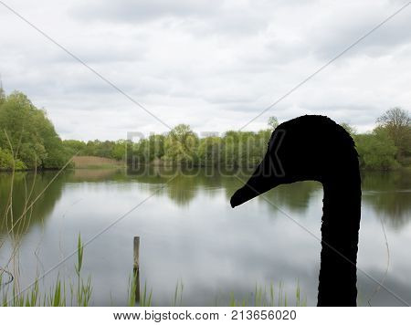 English spring with silhouette of a swan - Bedfont Lakes Country Park, United Kingdom