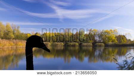 English autumn with silhouette of a swan - Bedfont Lakes Country Park, United Kingdom