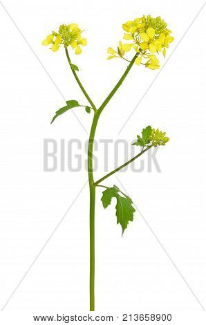 White mustard (Sinapis alba) flower isolated on white background