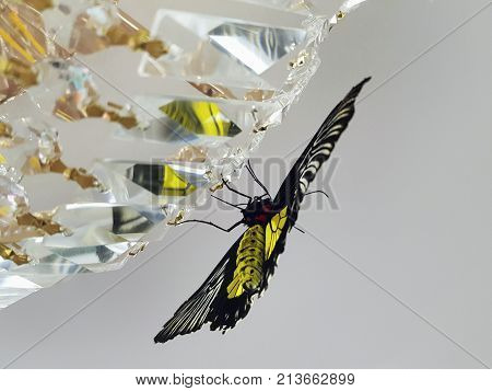 Close Up Photo Of  Tropical Butterfly Upside Down On Chandlier Crystals