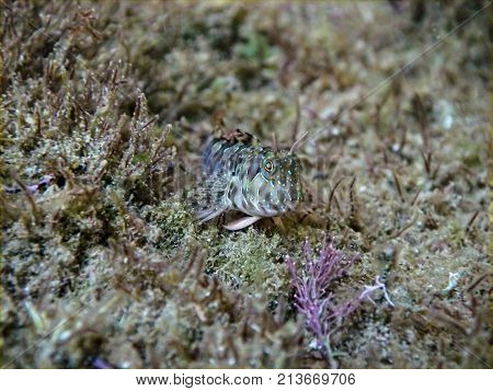 Zvonimir's blenny fish (Parablennius zvonimiri) at Black sea