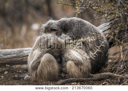 Chacma baboon in Kruger national park, South Africa ; Specie Papio ursinus family of Cercopithecidae