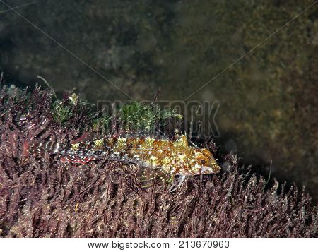 Small fish gurnard at Black sea bottom.