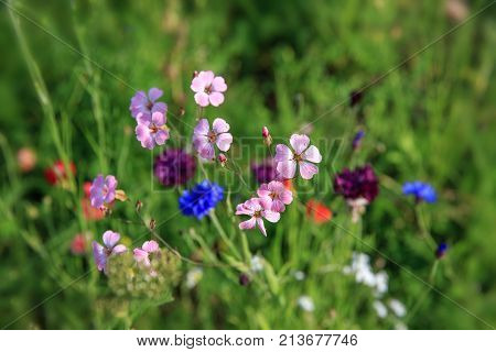 Beautiful meadow field with wild flowers. Spring or summer wildflowers closeup. Health care concept. Rural field. Alternative medicine. Environment.