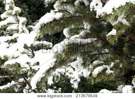 Snowy Branches Of A Pine In Winter