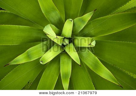 Close up billede af en Agave planten, overhead-visning