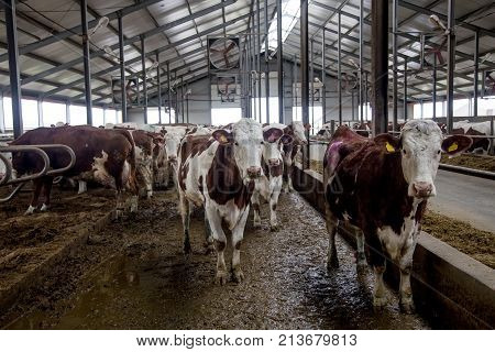 Dairy cows of Monbeliard breeding in free livestock stall