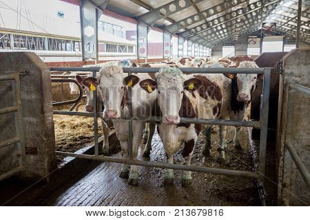 Dairy cows of Monbeliard breeding in free livestock stall