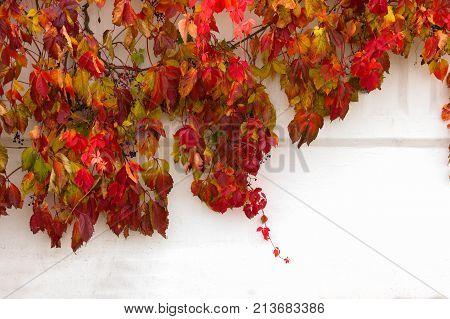 Red creeper plant on white wall.Background with space for text
