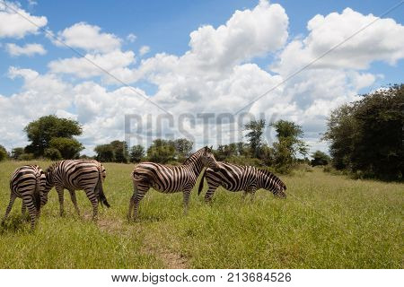 Four Febras in South Africa , living free