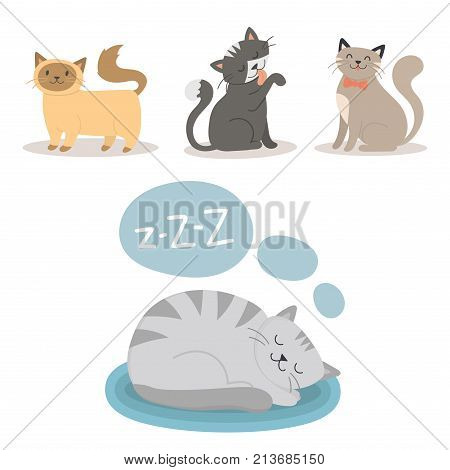 Portrait cat animal sleep pet cute kitten purebred feline kitty domestic fur adorable mammal character vector illustration. Prettyfunny tabby beautiful cat.