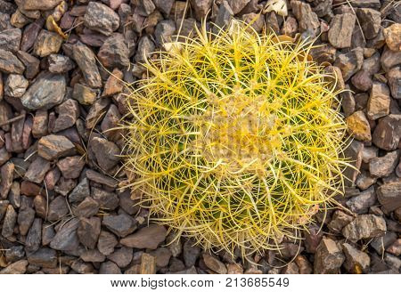 Beautiful yellow barrel cactus in a rock garden in the southwest
